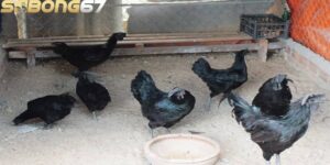 Xây dựng chuồng nuôi rộng rãi, vệ sinh và an toàn để đảm bảo sức khỏe của gà